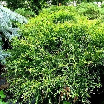 Кипарисовик ФИЛИФЕРА АУРЕА ВАРИЕГАТТА горохоплодный  Кипарисовик ФИЛИФЕРА АУРЕА ВАРИЕГАТТА горохоплодный в Курске