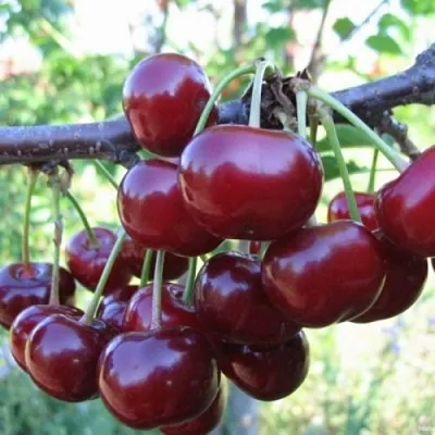 Вишня НОРД СТАР  Вишня НОРД СТАР в Курске