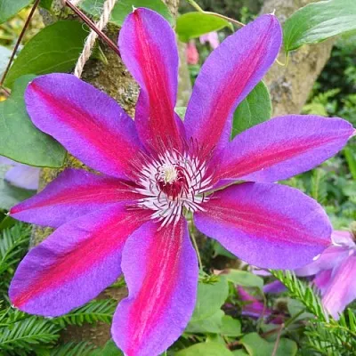 Клематис АКАИШИ  Клематис АКАИШИ в Курске