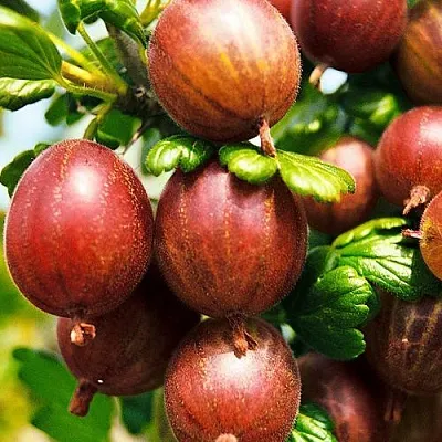 Крыжовник ШЕРШНЕВСКИЙ  Крыжовник ШЕРШНЕВСКИЙ в Курске