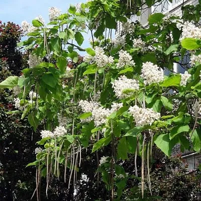 Катальпа  Катальпа в Курске