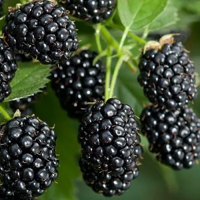 Ежевика ЧЕРНАЯ МАГИЯ ремонтантная  Ежевика ЧЕРНАЯ МАГИЯ ремонтантная в Курске