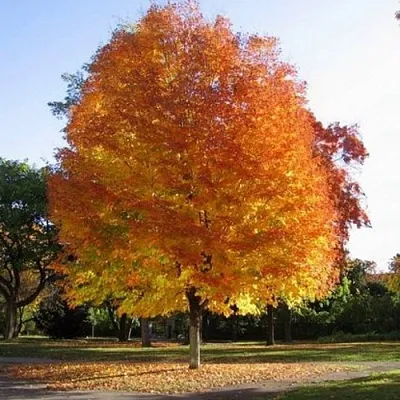 Клен серебристый  Клен серебристый в Курске