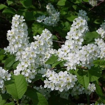 Черемуха ПАМЯТИ САЛАМАТОВА в Курске