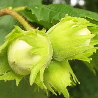 Фундук КАТАЛОНСКИЙ  Фундук КАТАЛОНСКИЙ в Курске