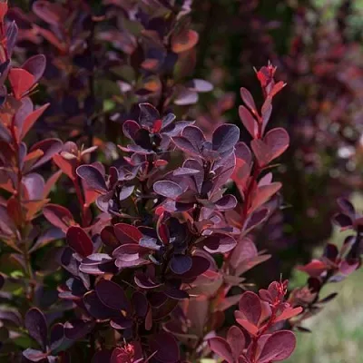 Барбарис ХЕЛМОНД ПИЛЛАР тунберга в Курске