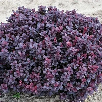 Барбарис КОНКОРД тунберга  Барбарис КОНКОРД тунберга в Курске