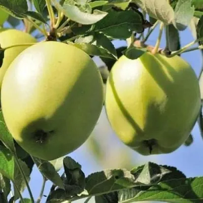 Яблоня САХАРНАЯ  Яблоня САХАРНАЯ в Курске