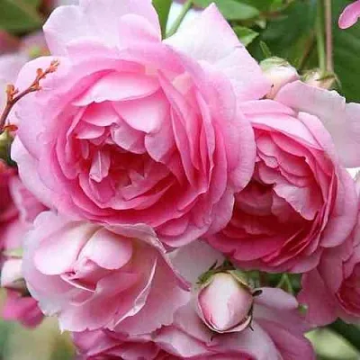 Саженцы роз ЖАСМИНА плетистая  Саженцы роз ЖАСМИНА плетистая в Курске