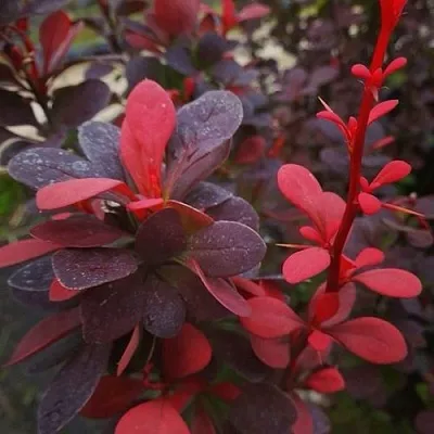 Барбарис РЕД ПИЛЛАР тунберга в Курске