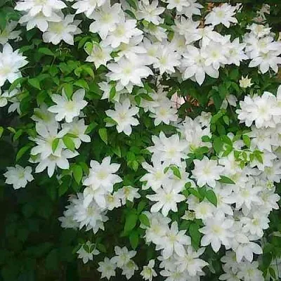 Клематис ТОКИ  Клематис ТОКИ в Курске