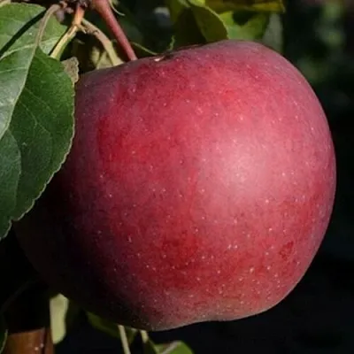 Яблоня БЕЛОРУССКОЕ СЛАДКОЕ  Яблоня БЕЛОРУССКОЕ СЛАДКОЕ в Курске