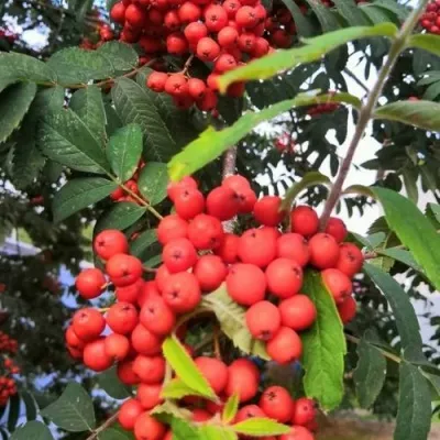 Рябина НЕВЕЖИНСКАЯ сладкоплодная — описание сорта Рябина НЕВЕЖИНСКАЯ сладкоплодная в Курске