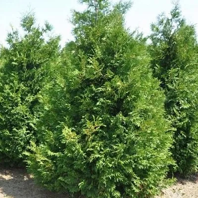 Туя ВАКСЕН западная  Туя ВАКСЕН западная в Курске