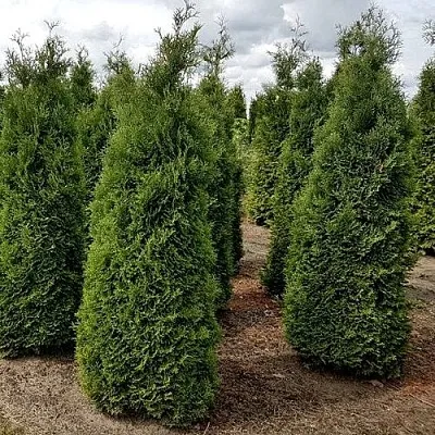Туя ХОЛМСТРУП западная  Туя ХОЛМСТРУП западная в Курске