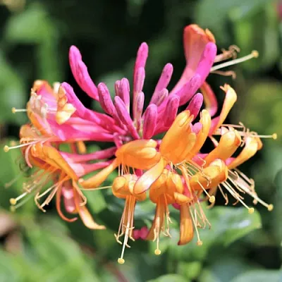 Жимолость ГЕКРОТА в Курске