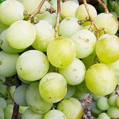 Виноград КЕША МУСКАТ  Виноград КЕША МУСКАТ в Курске