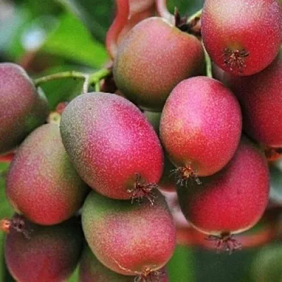 Актинидия ВЕЙКИ аргута в Курске