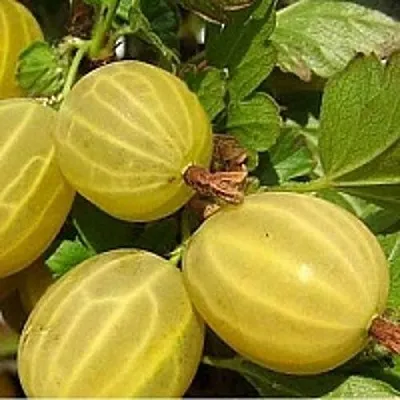 Крыжовник ЯРОВОЙ  Крыжовник ЯРОВОЙ в Курске