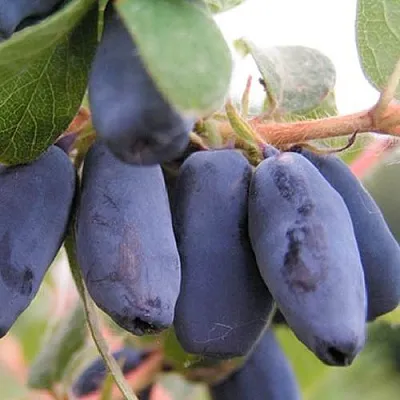 Жимолость съедобная ЛАКОМКА в Курске