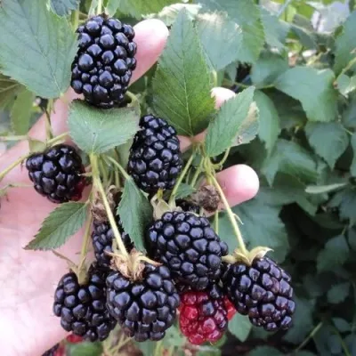 Ежевика ОУАЧИТА бесшипная — описание сорта Ежевика ОУАЧИТА бесшипная в Курске