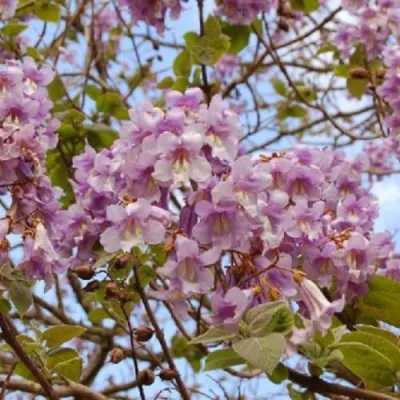 Павлония ПАО ТОГН Z07 в Курске