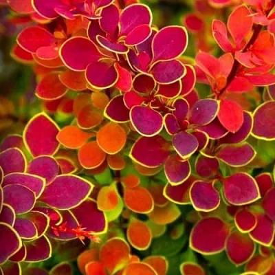 Барбарис ОРАНЖ САНРАЙЗ тунберга в Курске