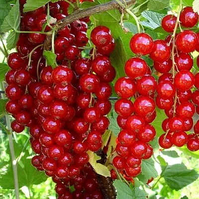 Смородина красная ЙОНКЕР ВАН ТЕТС  Смородина красная ЙОНКЕР ВАН ТЕТС в Курске