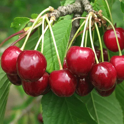 Черешня ГРОНКОВАЯ  Черешня ГРОНКОВАЯ в Курске