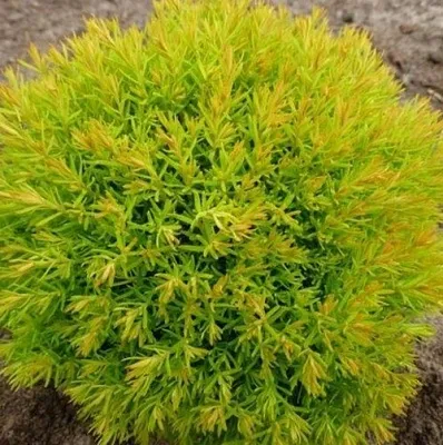 Туя АННИЕК западная  Туя АННИЕК западная в Курске