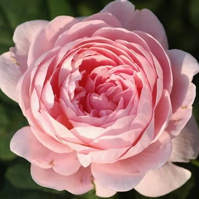 Саженцы роз КУИН ОФ СУИДЕН английская  Саженцы роз КУИН ОФ СУИДЕН английская в Курске