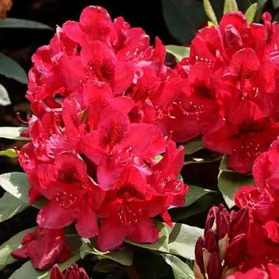 Рододендрон МАТАДОР в Курске