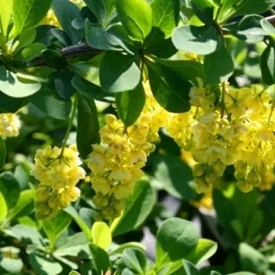 Барбарис ИНДИАН САММЕР   Барбарис ИНДИАН САММЕР  в Курске