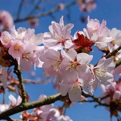 Вишня РАНЧО САРЖЕНТА  Вишня РАНЧО САРЖЕНТА в Курске