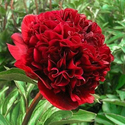 Пион РЕД ГРЕЙС травянистый  Пион РЕД ГРЕЙС травянистый в Курске