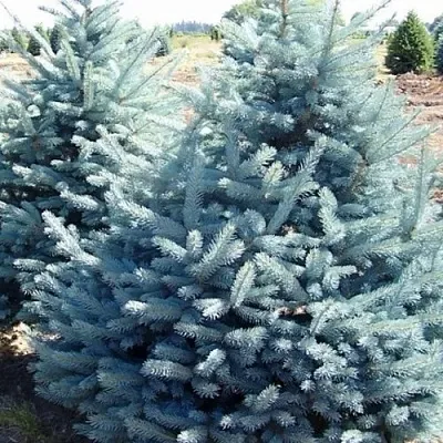 Ель ГЛАУКА колючая  Ель ГЛАУКА колючая в Курске