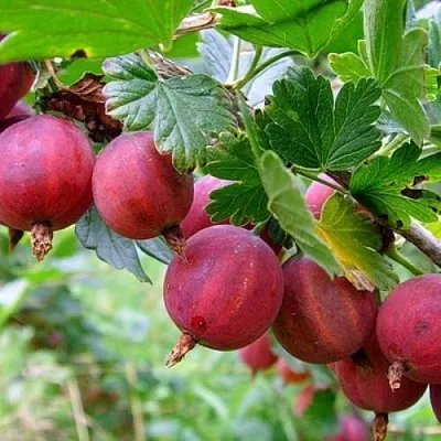 Крыжовник КРАСНОСЛАВЯНСКИЙ  Крыжовник КРАСНОСЛАВЯНСКИЙ в Курске