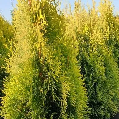 Туя ГОЛДЕН СМАРАГД западная  Туя ГОЛДЕН СМАРАГД западная в Курске