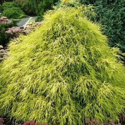 Кипарисовик ФИЛИФЕРА АУРЕА горохоплодный  Кипарисовик ФИЛИФЕРА АУРЕА горохоплодный в Курске