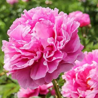 Пион АЛЕКСАНДР ФЛЕМИНГ травянистый  Пион АЛЕКСАНДР ФЛЕМИНГ травянистый в Курске