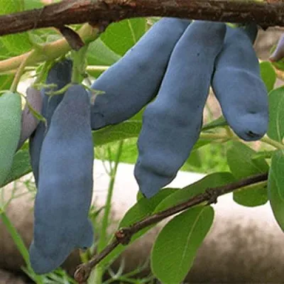 Жимолость съедобная ЛЕНИНГРАДСКИЙ ВЕЛИКАН в Курске