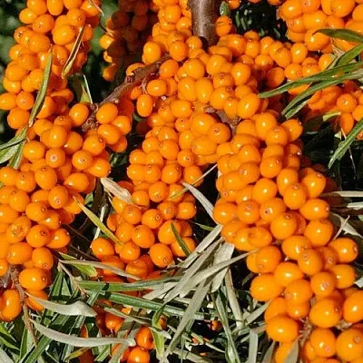 Облепиха ЕЛИЗАВЕТА  Облепиха ЕЛИЗАВЕТА в Курске