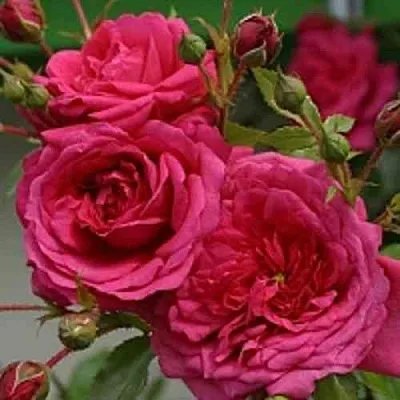 Саженцы роз ЛАГУНА плетистая  Саженцы роз ЛАГУНА плетистая в Курске