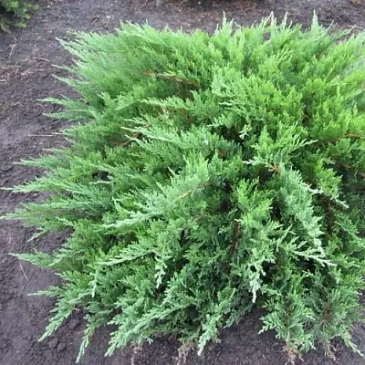 Можжевельник ТАМАРИСЦИФОЛИЯ казацкий  Можжевельник ТАМАРИСЦИФОЛИЯ казацкий в Курске