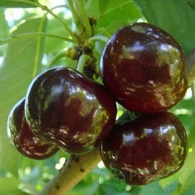 Черешня СВИТХАРТ  Черешня СВИТХАРТ в Курске