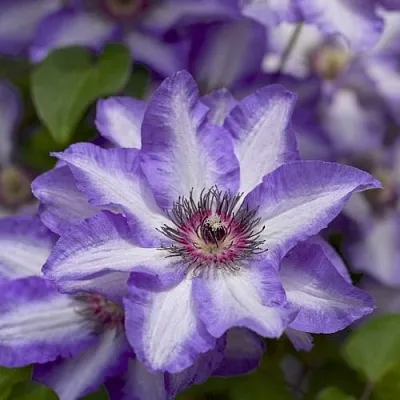 Клематис МОНИНГ СКАЙ  Клематис МОНИНГ СКАЙ в Курске