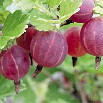 Крыжовник РАВОЛТ  Крыжовник РАВОЛТ в Курске