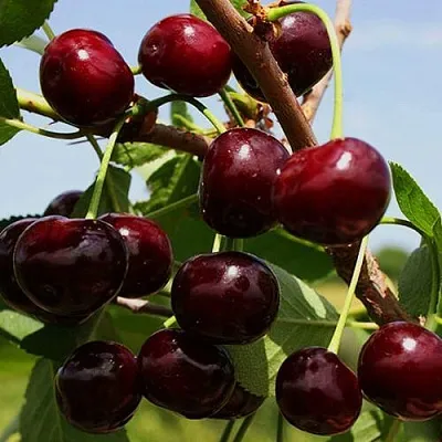 Вишня РОВЕСНИЦА  Вишня РОВЕСНИЦА в Курске