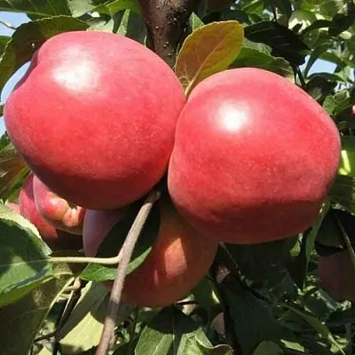 Яблоня ЗАСЛАВСКОЕ  Яблоня ЗАСЛАВСКОЕ в Курске