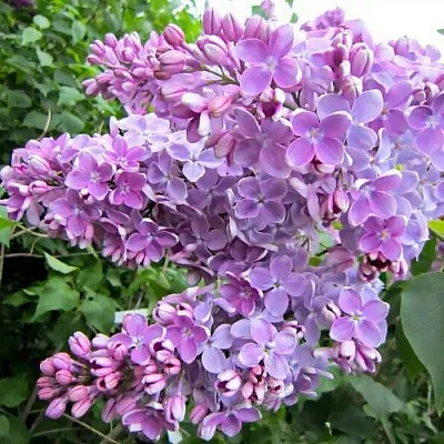 Сирень ОЛЯ  Сирень ОЛЯ в Курске